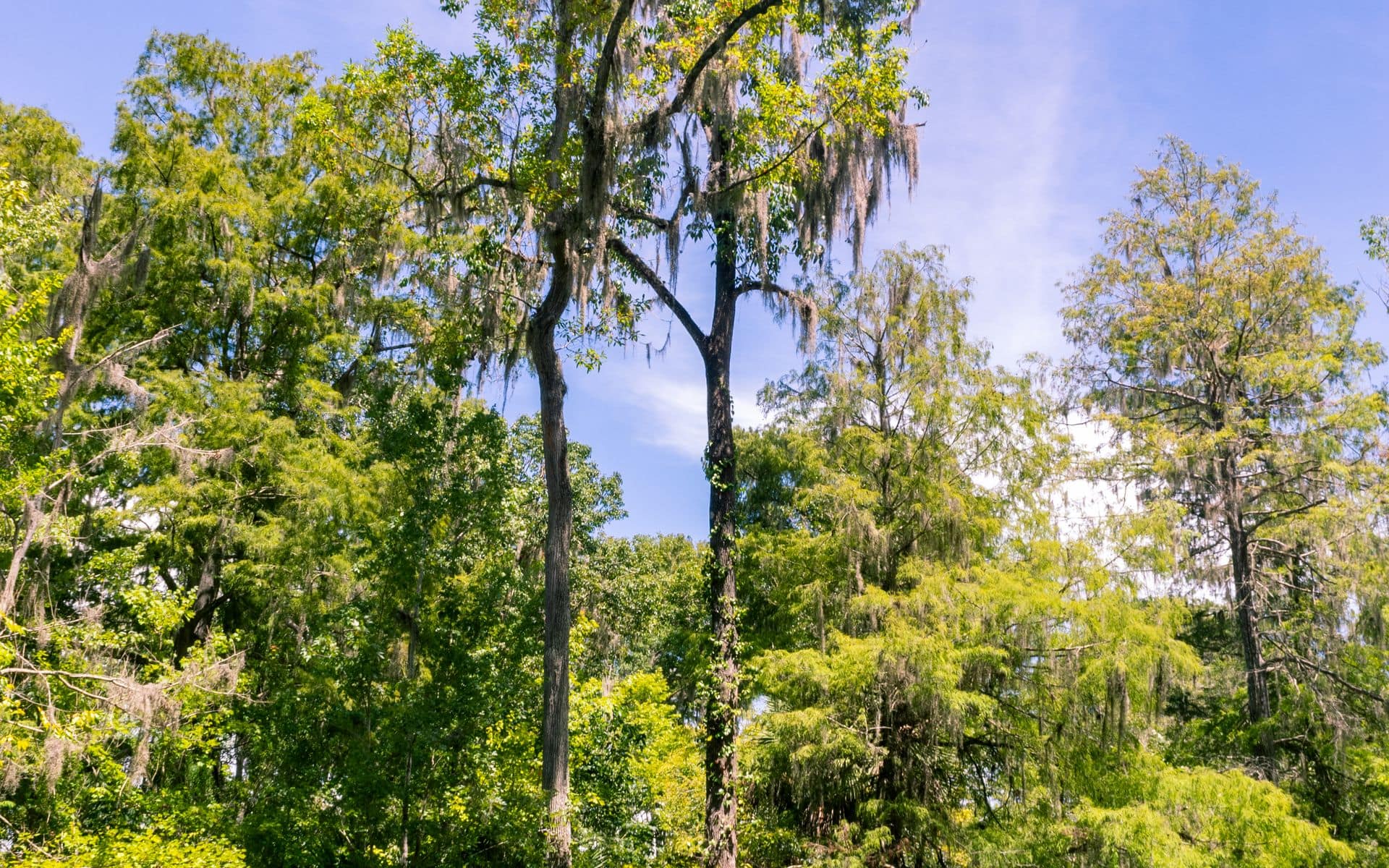 Clear turquoise Florida spring surrounded by cypress and palm trees