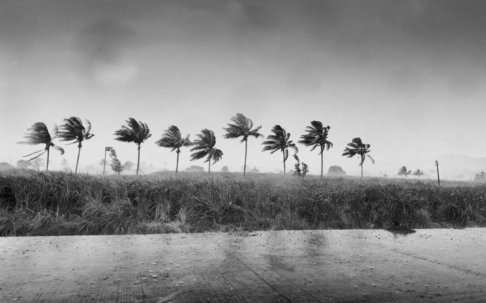 Palm trees bending under gray storm clouds gathering over a Florida coastline