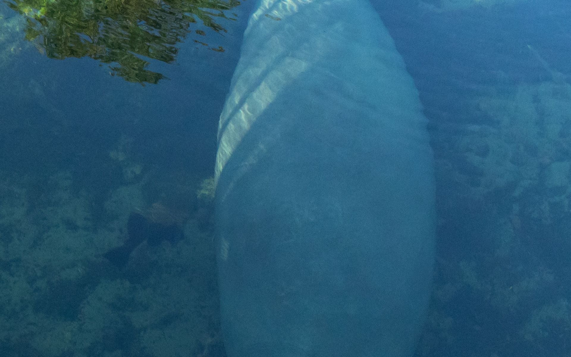Manatee floating in a clear Florida spring on a winter morning