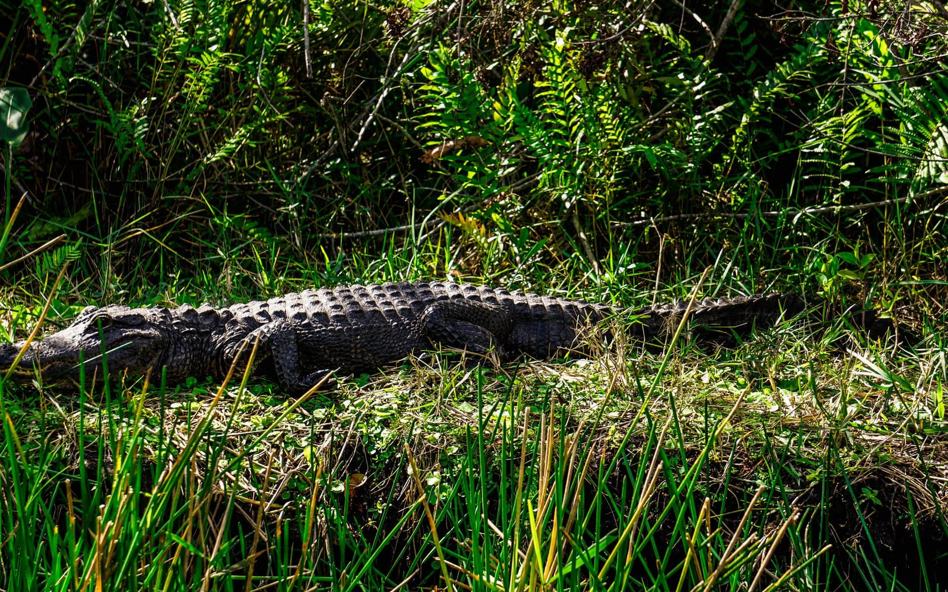 Everglades National Park in Florida