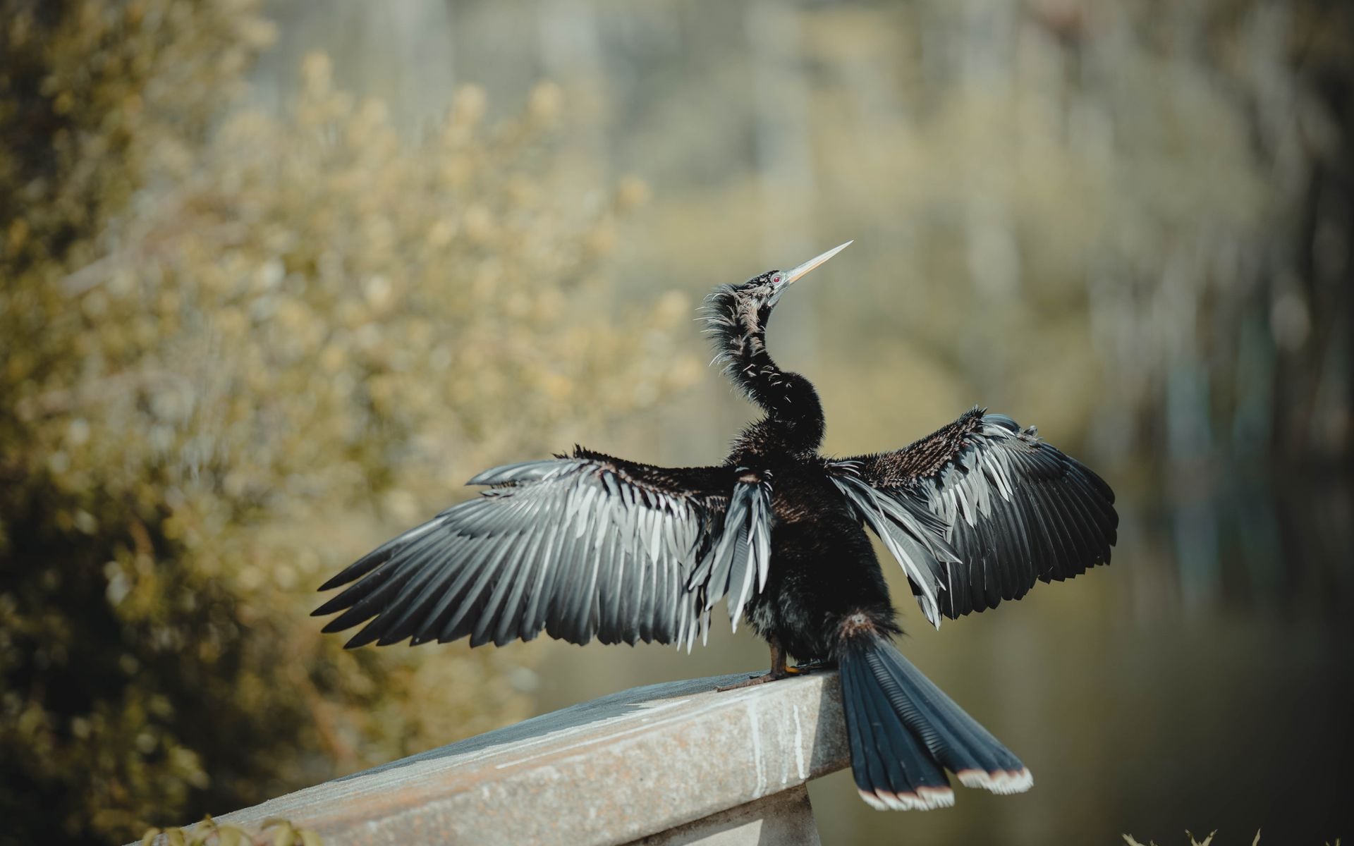 Birdwatching and Nature in Florida