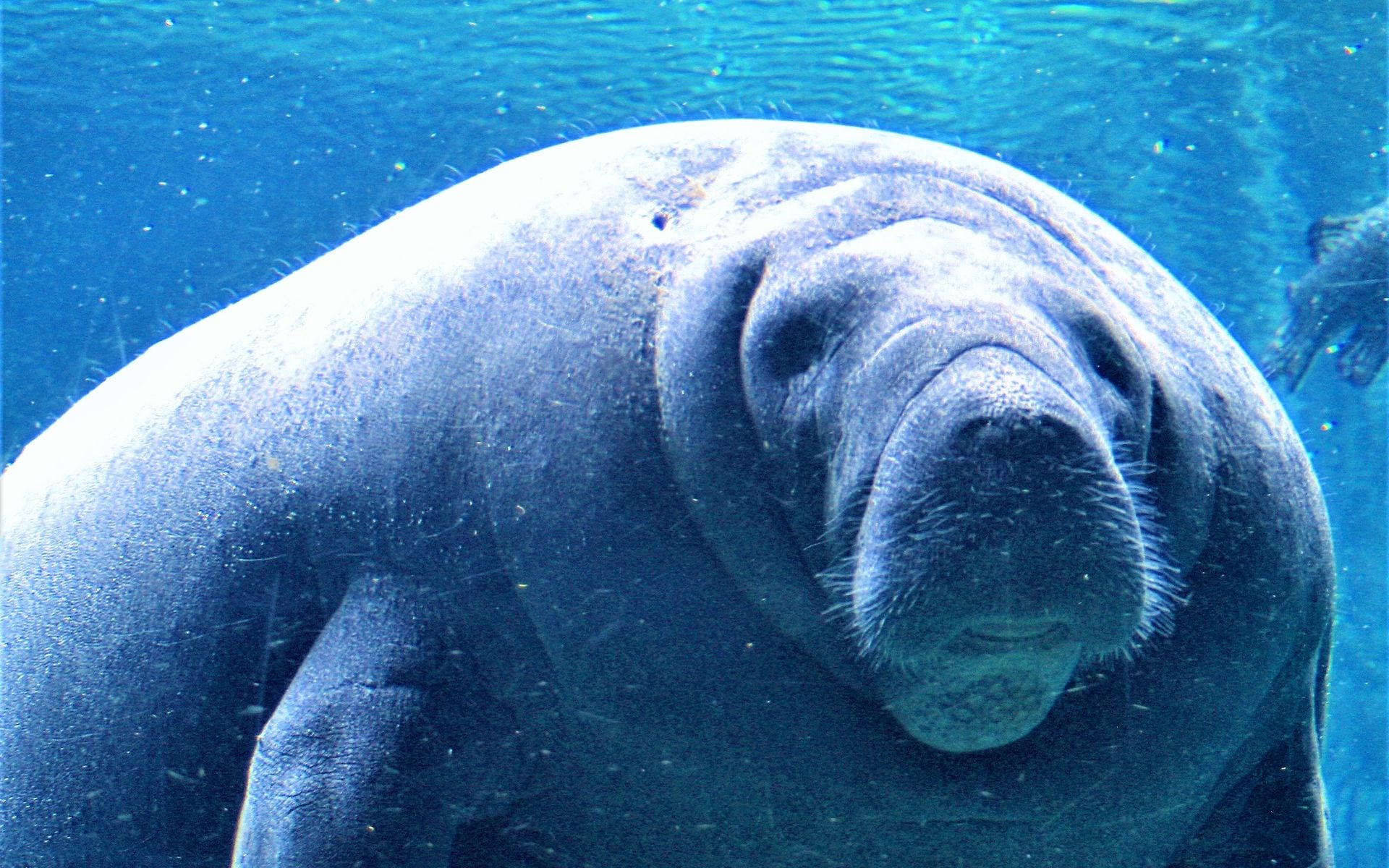 Manatee and Wildlife Tours in Florida